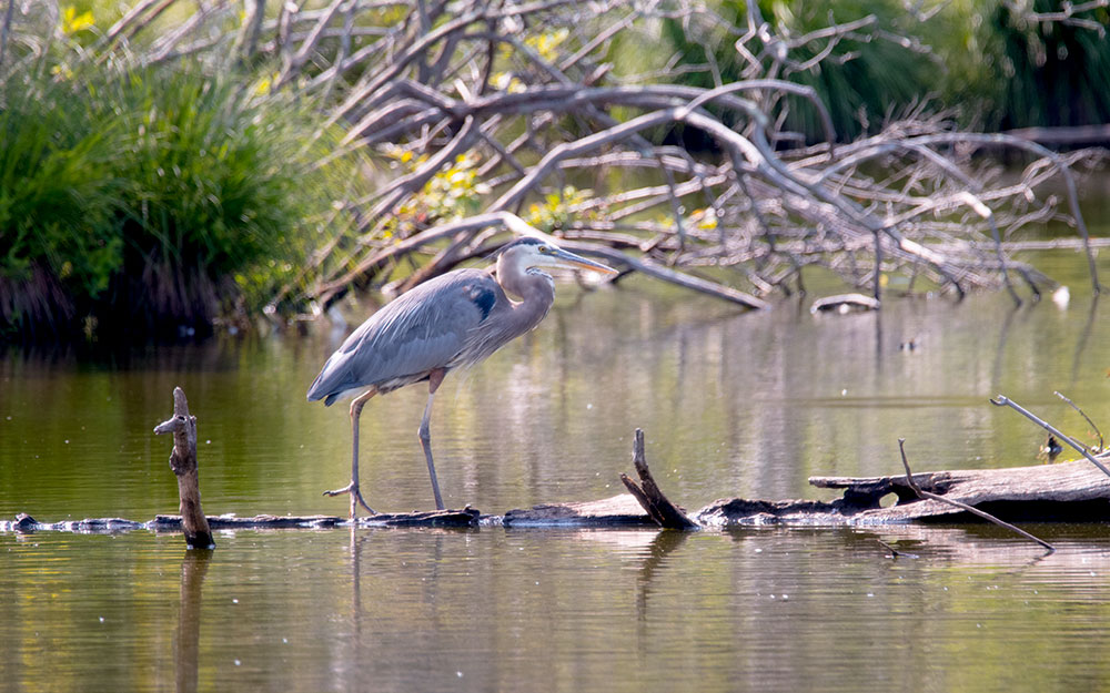 great_blue_heron_hunting