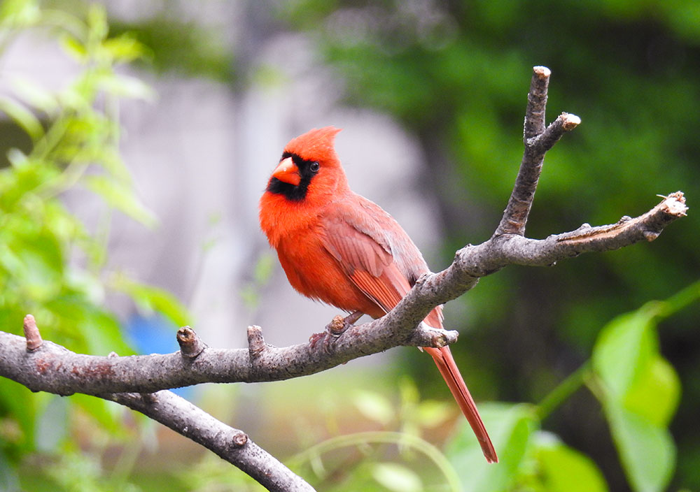 It's a privilege having Northern Cardinals in my backyard all year long and you never get bored of seeing them