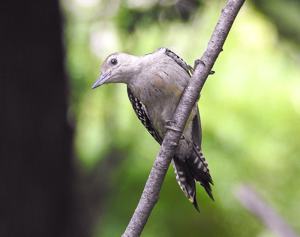 red-bellied_woodpecker_intobirds