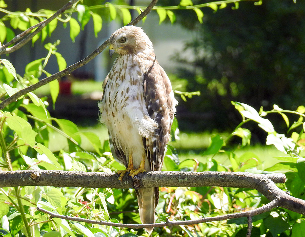 red_shouldered_hawk_intobirds