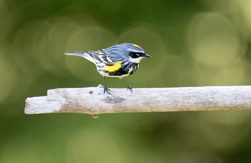 yellow_rumped_warbler_intobirds