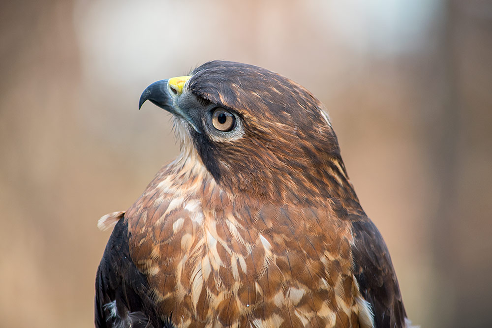 broad_winged_hawk_intobirds