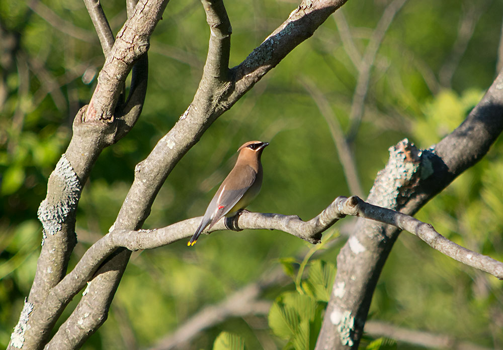 cedar_waxwings_wax_droplets_intobirds