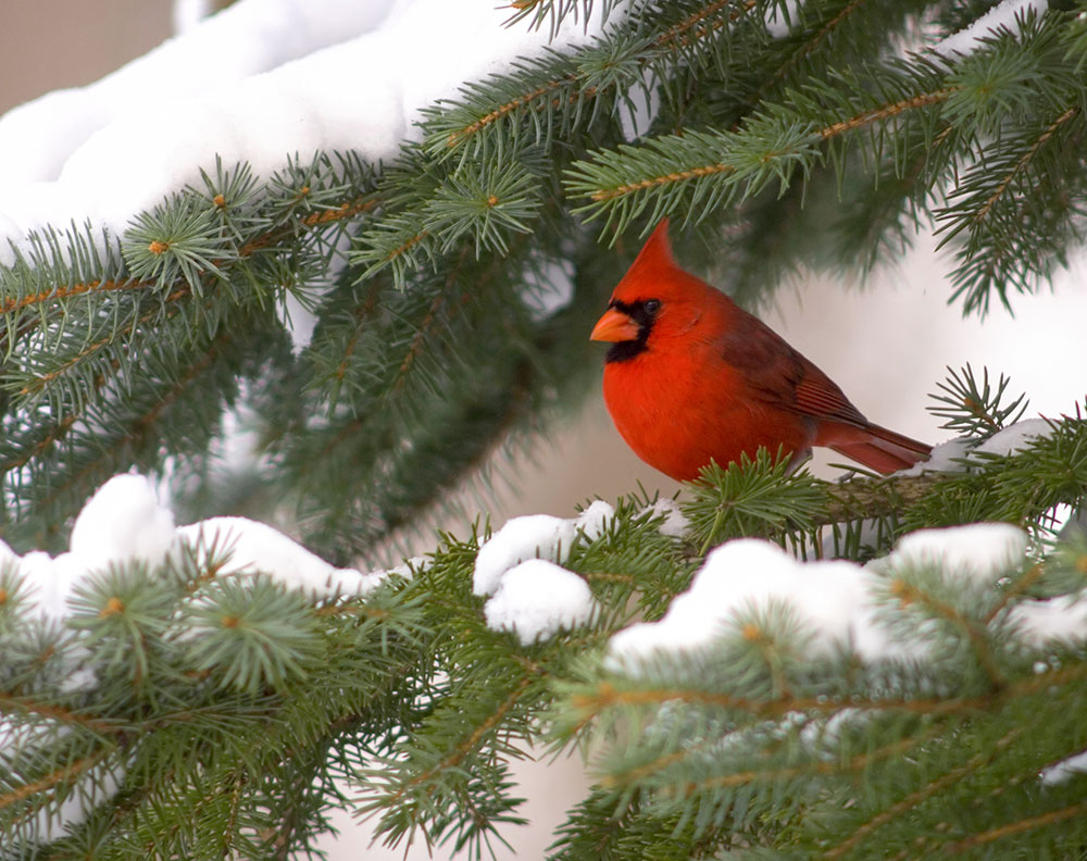 cardinal_evergreen_intobirds