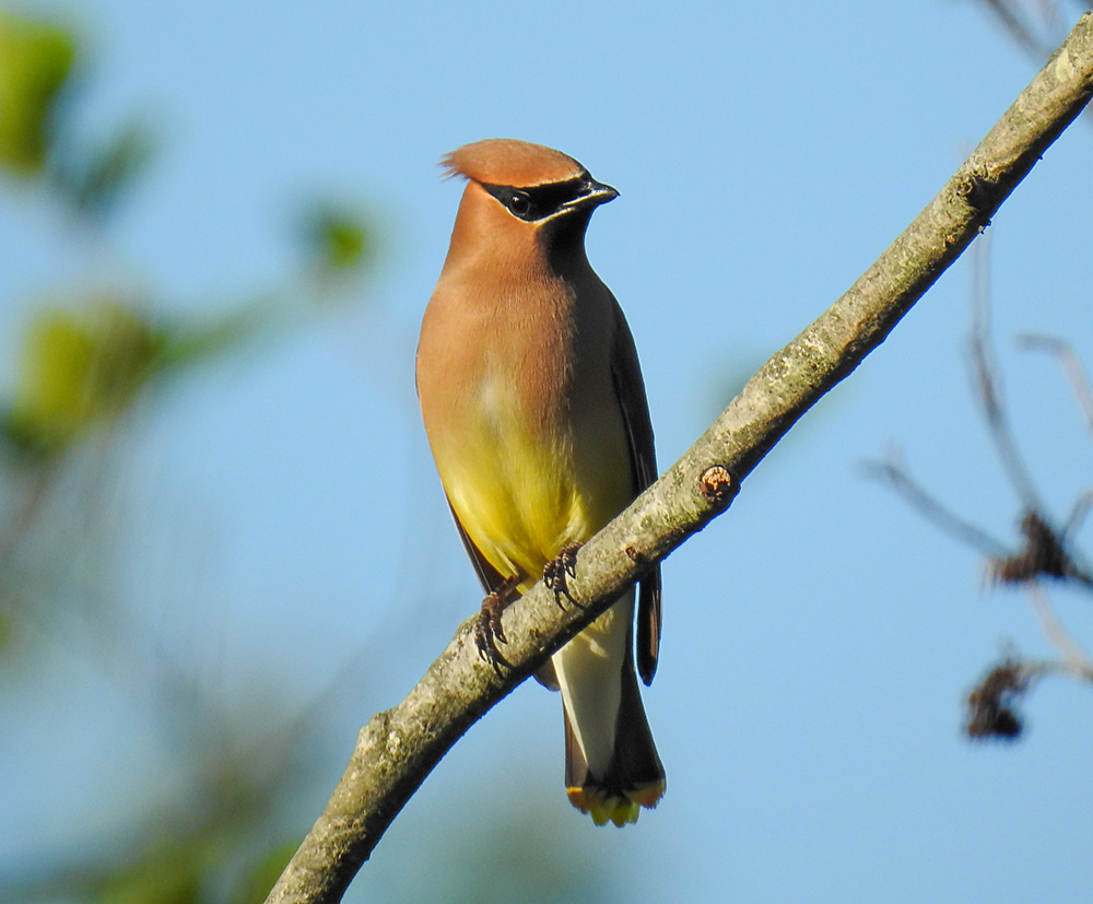 cedar_waxwing_black_masked_bird_intobirds