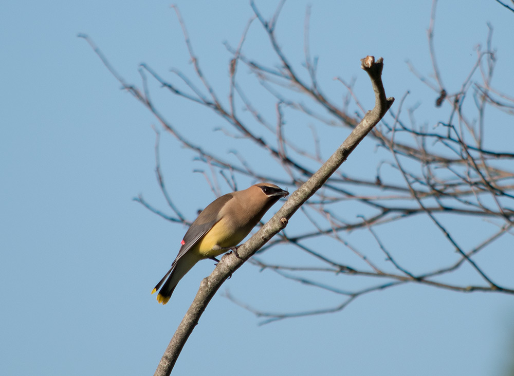 Crested Birds, Bugs, Berries, Standup Comedy, and a