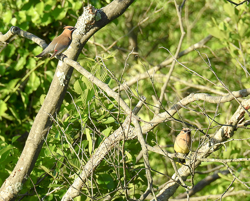 cedar_waxwings_in_bushes_intobirds