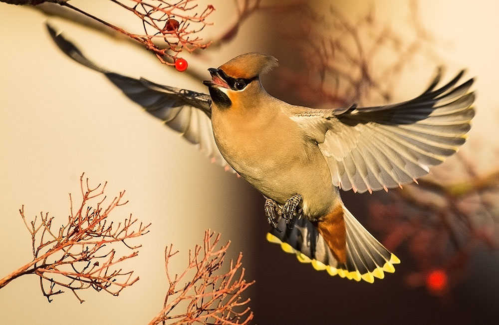 cedar_waxwings_love_berries_Intobirds