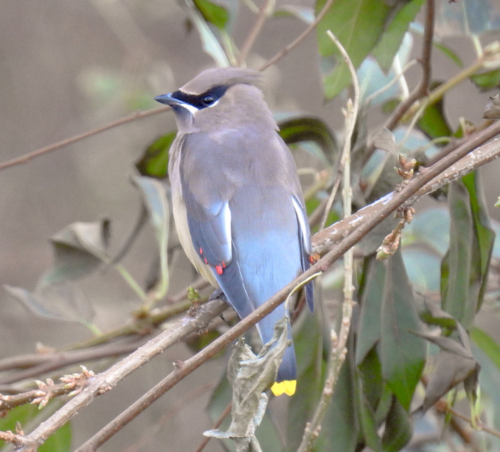 cedar_waxwing_watches_through_window_intobirds