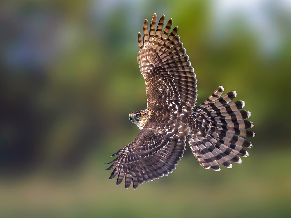 cooper's_hawk_flyby_intobirds