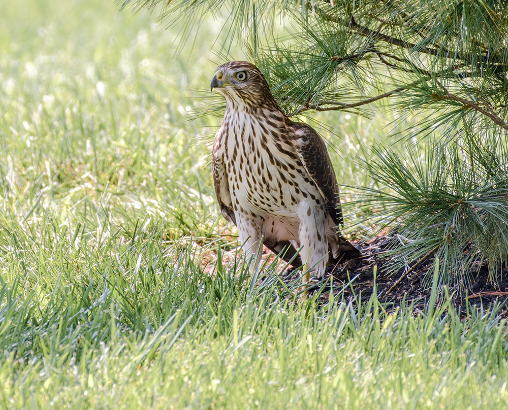 cooper's_hawk_tree_intobirds