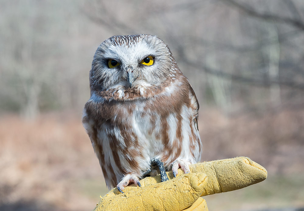 northern_saw_whet_owl_intobirds