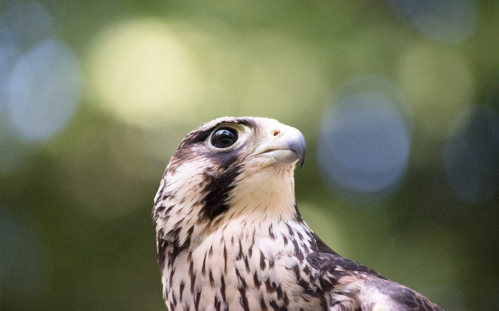 peregrine_falcon_intobirds