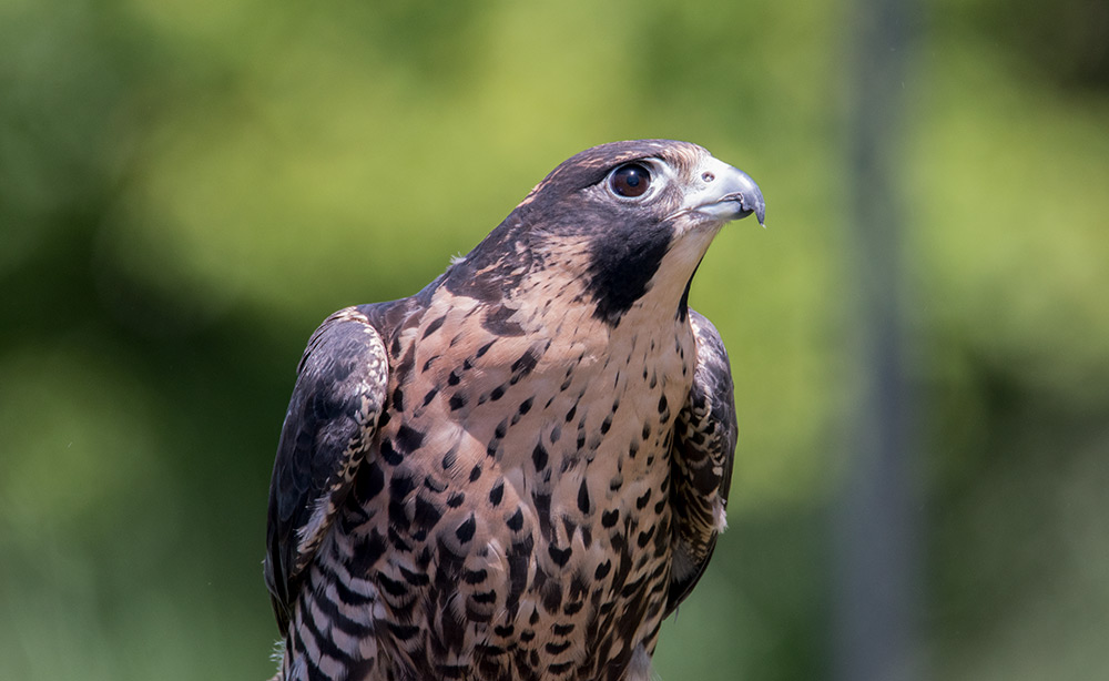 peregrine_falcon_portrait_intobirds