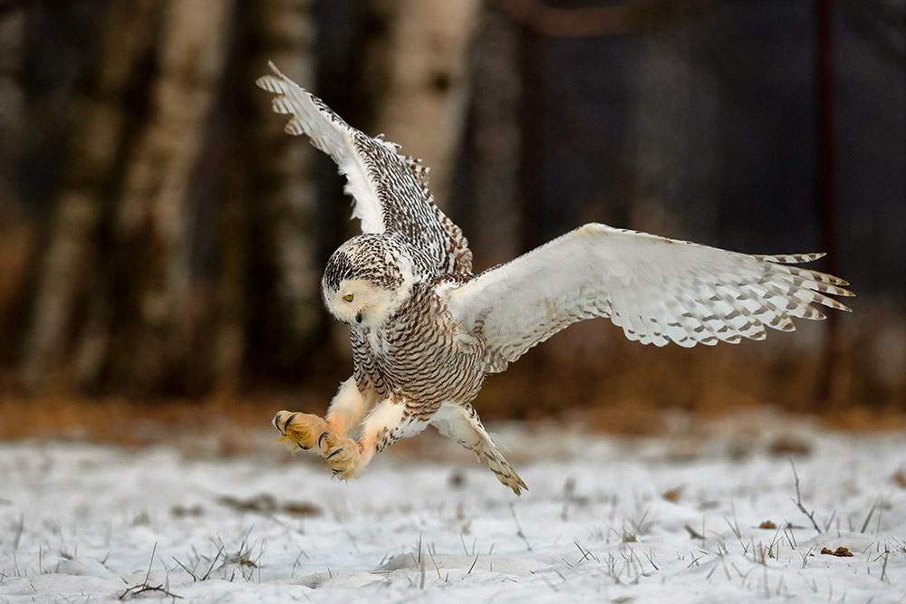 snowy_owl_landing_intobirds