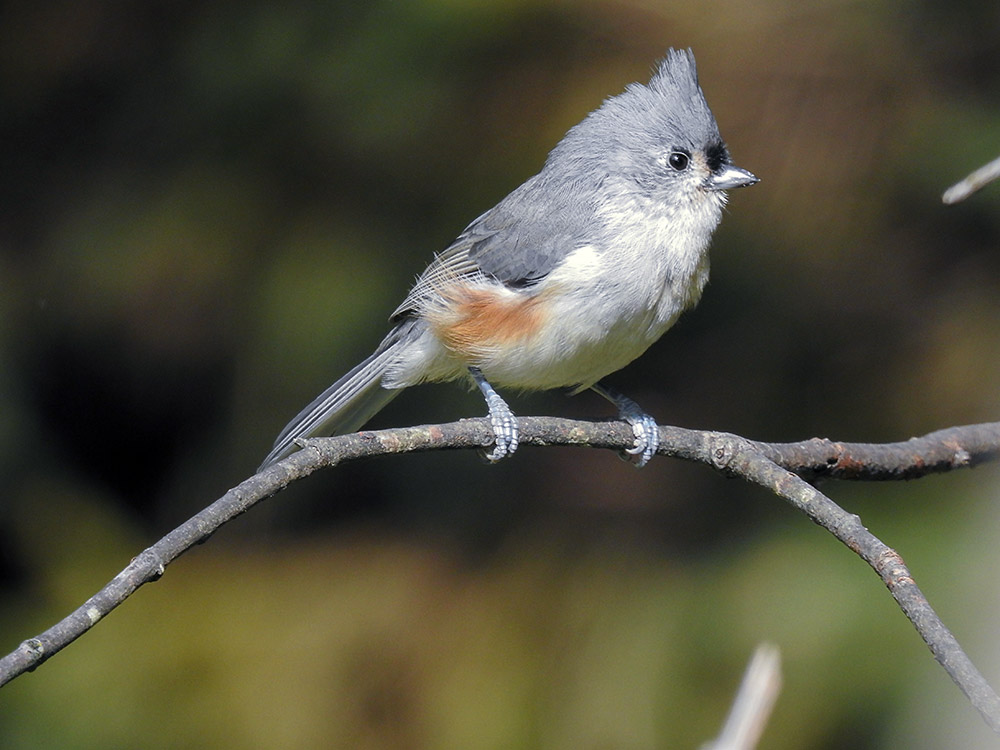 tufted_titmouse_vs_coopers_hawk