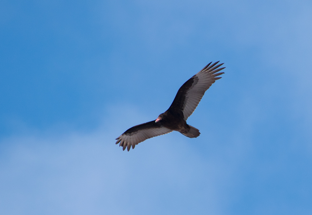 turkey_vulture_above_joppenbergh_mountain_intobirds