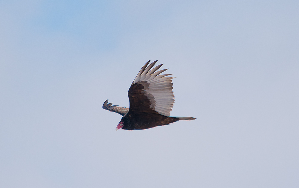 turkey_vulture_joppenbergh_mountain