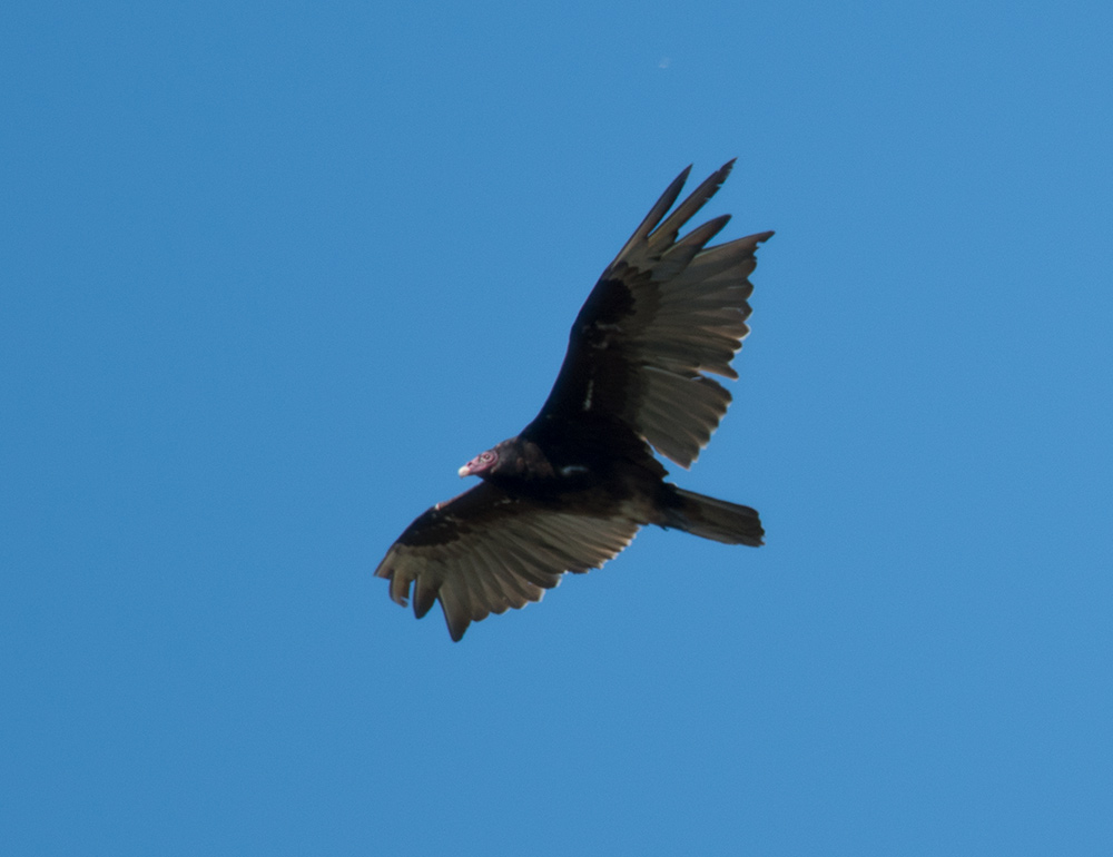 turkey_vulture_soaring_above_intobirds