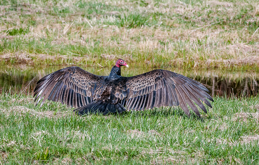 turkey_vulture_sunning_intobirds