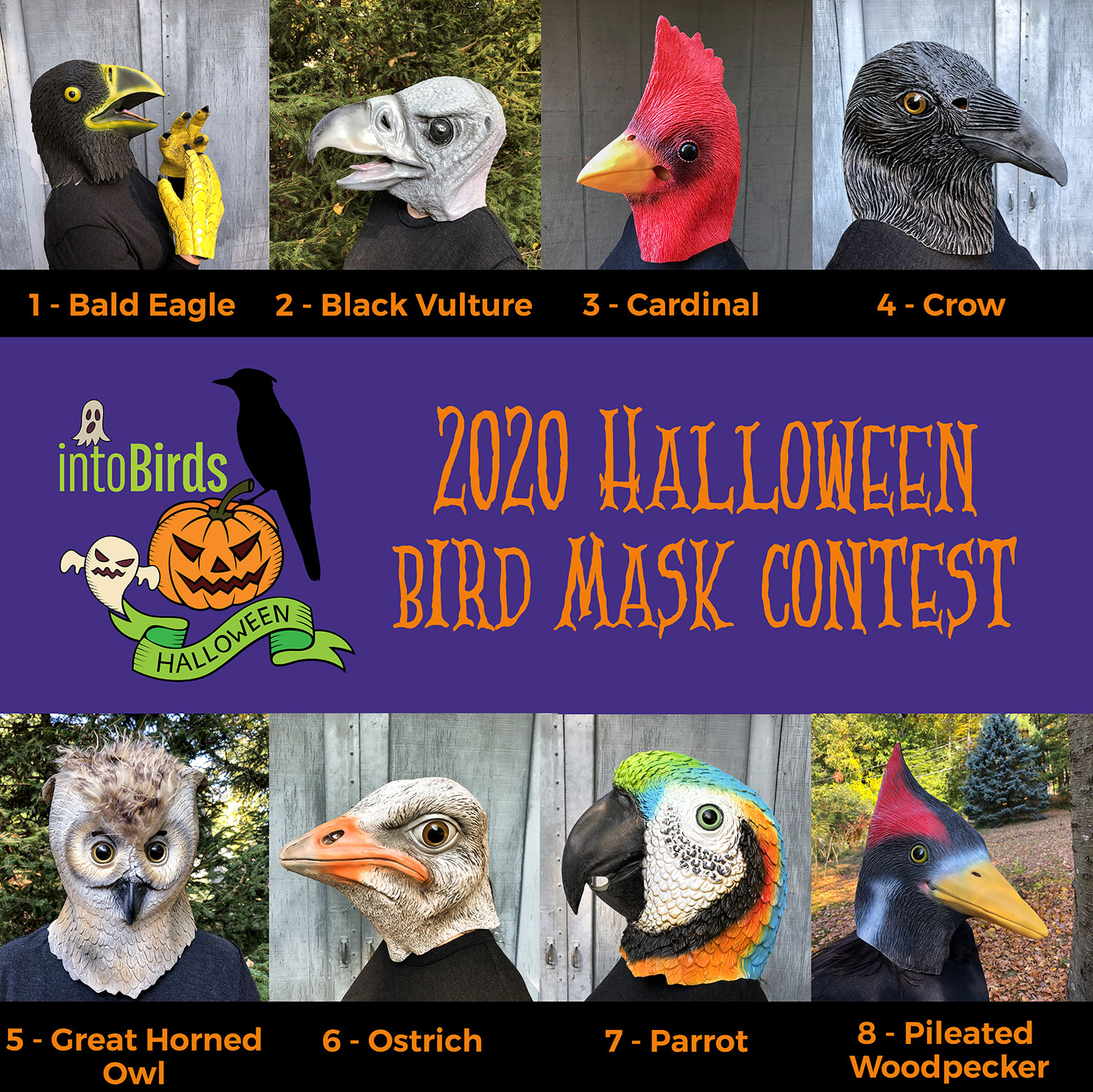 2020-intobirds-bird-mask-contest