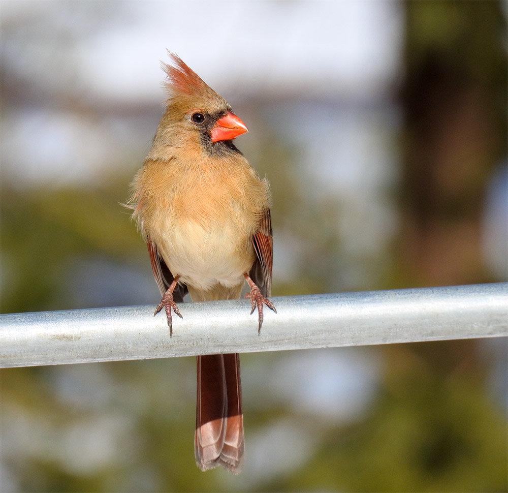 female_northern_cardinal_intobirds