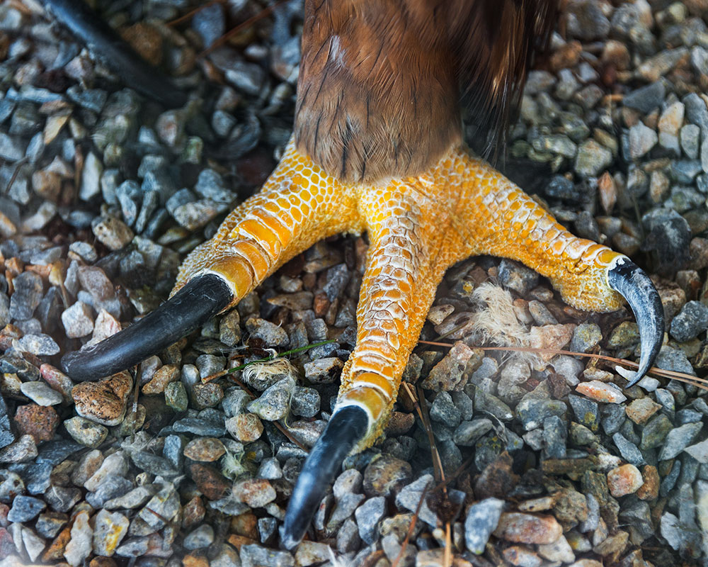 golden_eagle_talons_intobirds