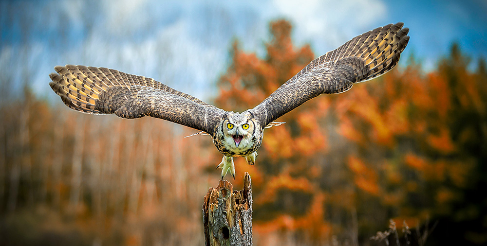 great_horned_owl_attack_intobirds