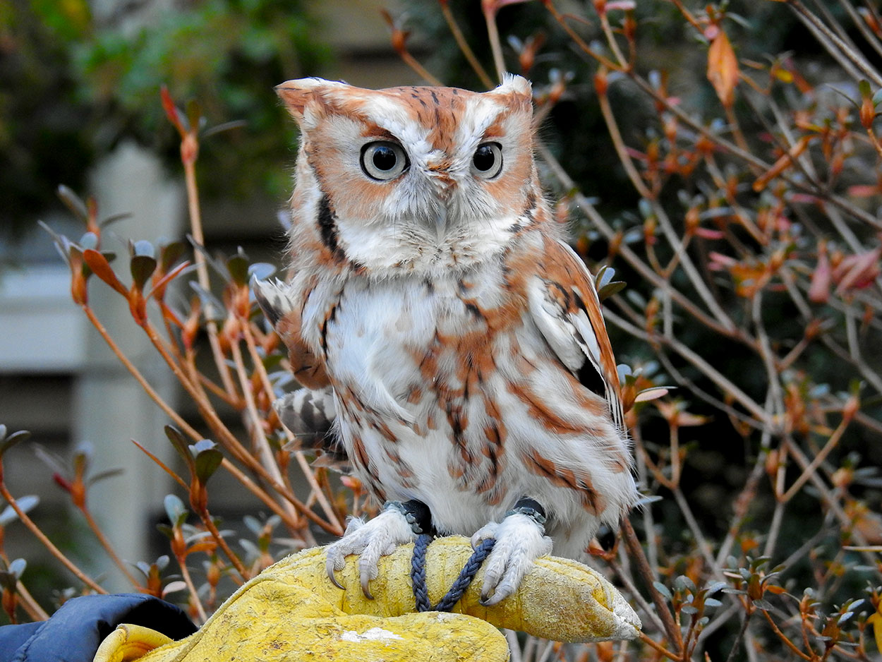 magma_eastern_screech_owl_intobirds