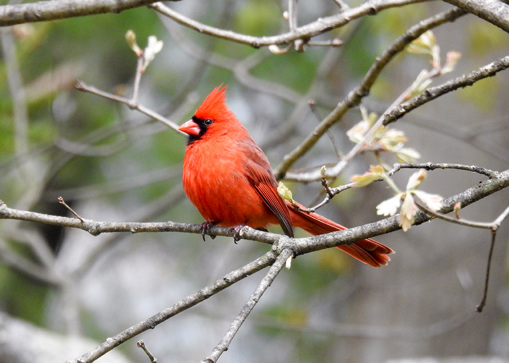 northern_cardinal_intobirds