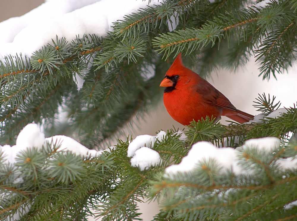northern_cardinal_pine_tree_intobirds