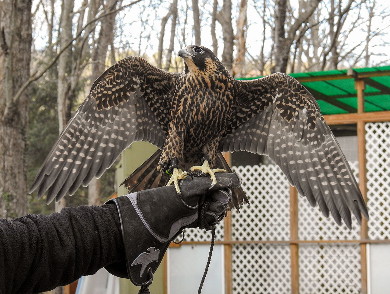 peregrine_falcon_talons_intobirds