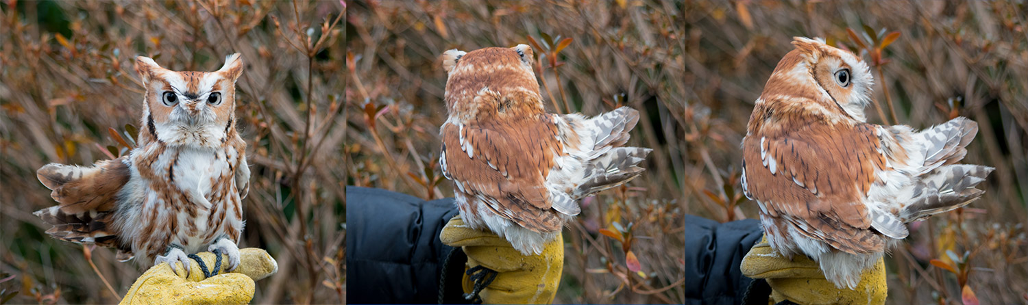 intobirds_magma_eastern_screech_owl