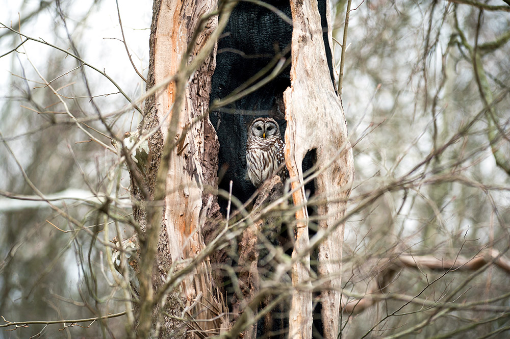 intobirds_barred_owl_in_tree_web