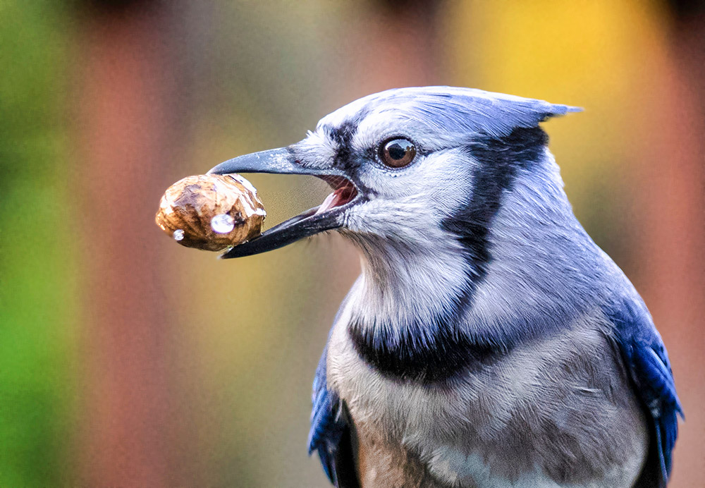 intobirds_bluejay_peanut