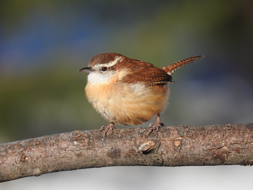 intobirds_carolina_wren_branch
