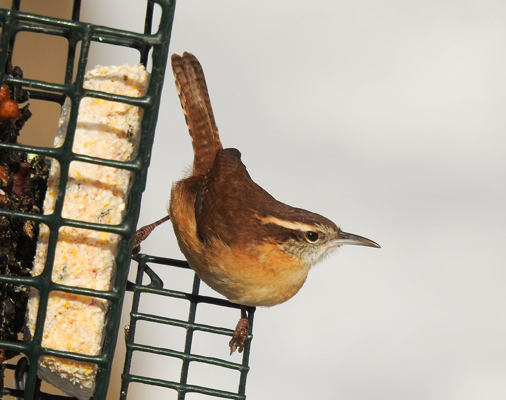intobirds_carolina_wren_feeder