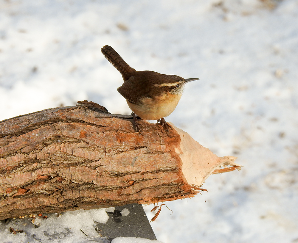 intobirds_carolina_wren_log