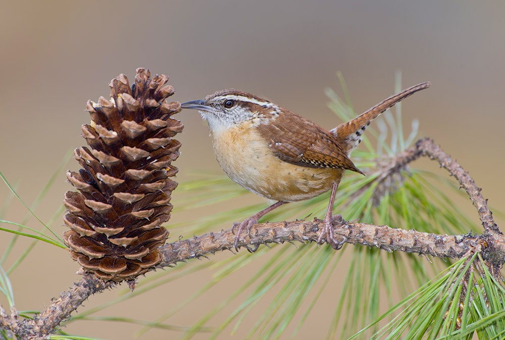 intobirds_carolina_wren_pinecone