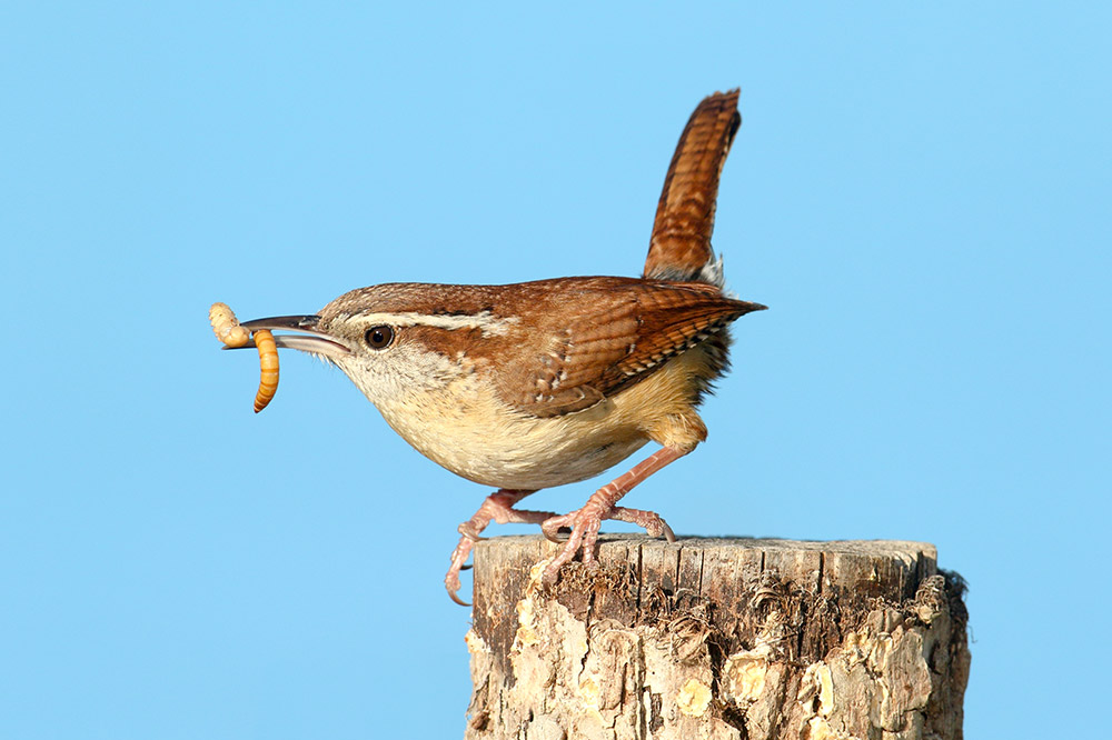 intobirds_carolina_wren_treat