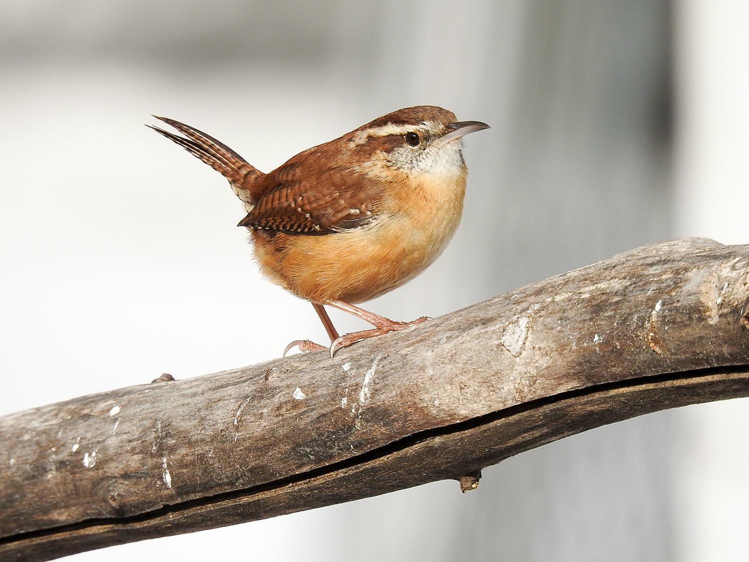 seeing-a-carolina-wren-puts-a-smile-on-your-face-intobirds