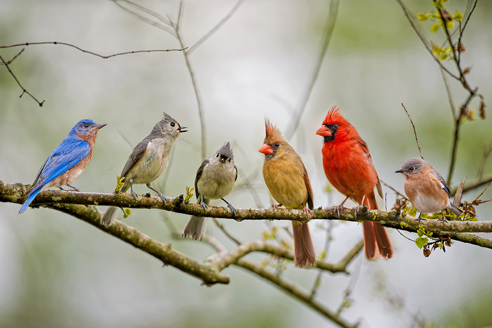 intobirds_gratitude_journal_songbirds