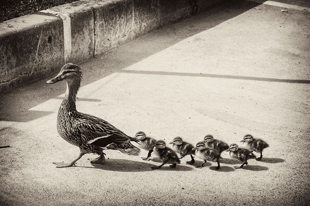 intobirds_momma_duck_with_babies_