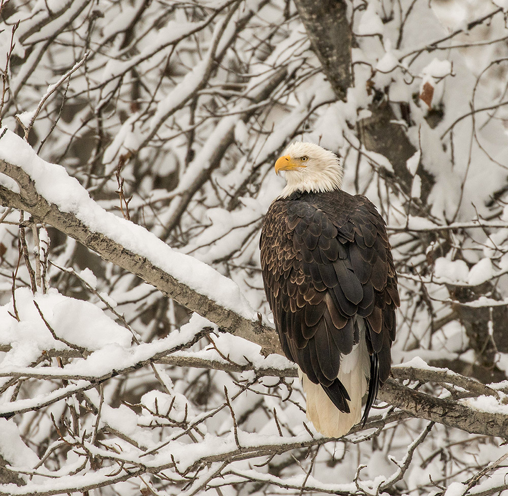 Snow Days are Prime Time for Birdwatching in Winter | intoBirds