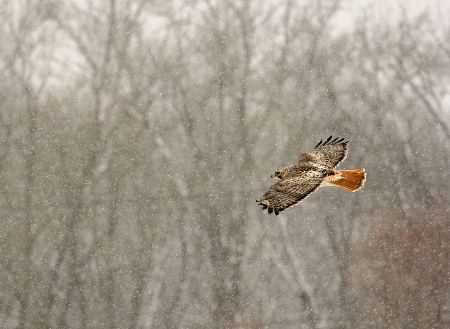 into_birds_red_tailed_hawk_in_snow