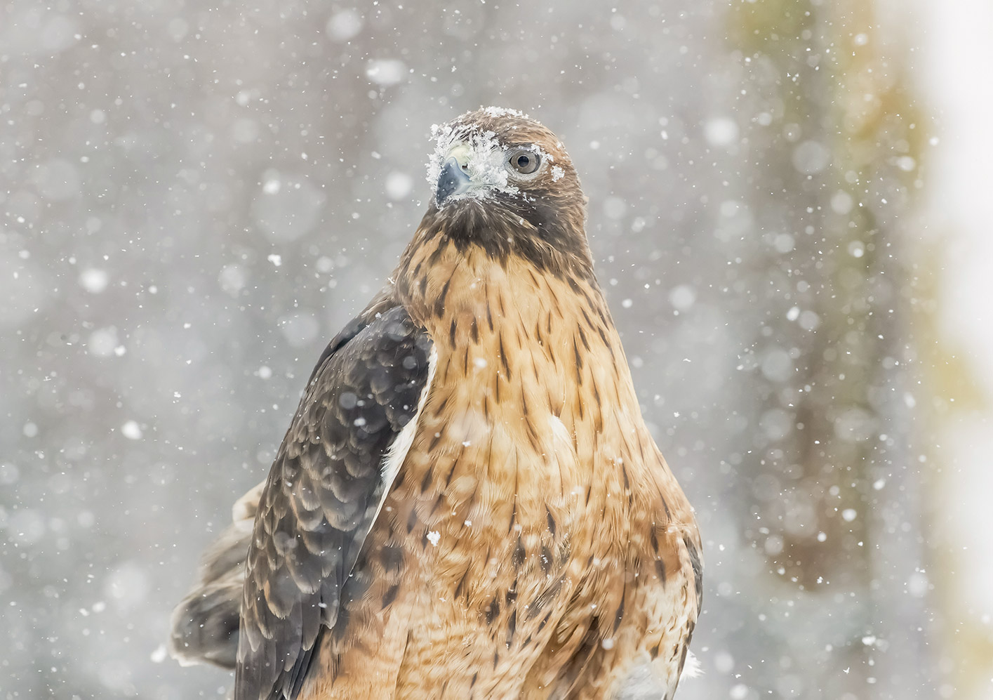 into_birds_red_tailed_hawk_snow_beak