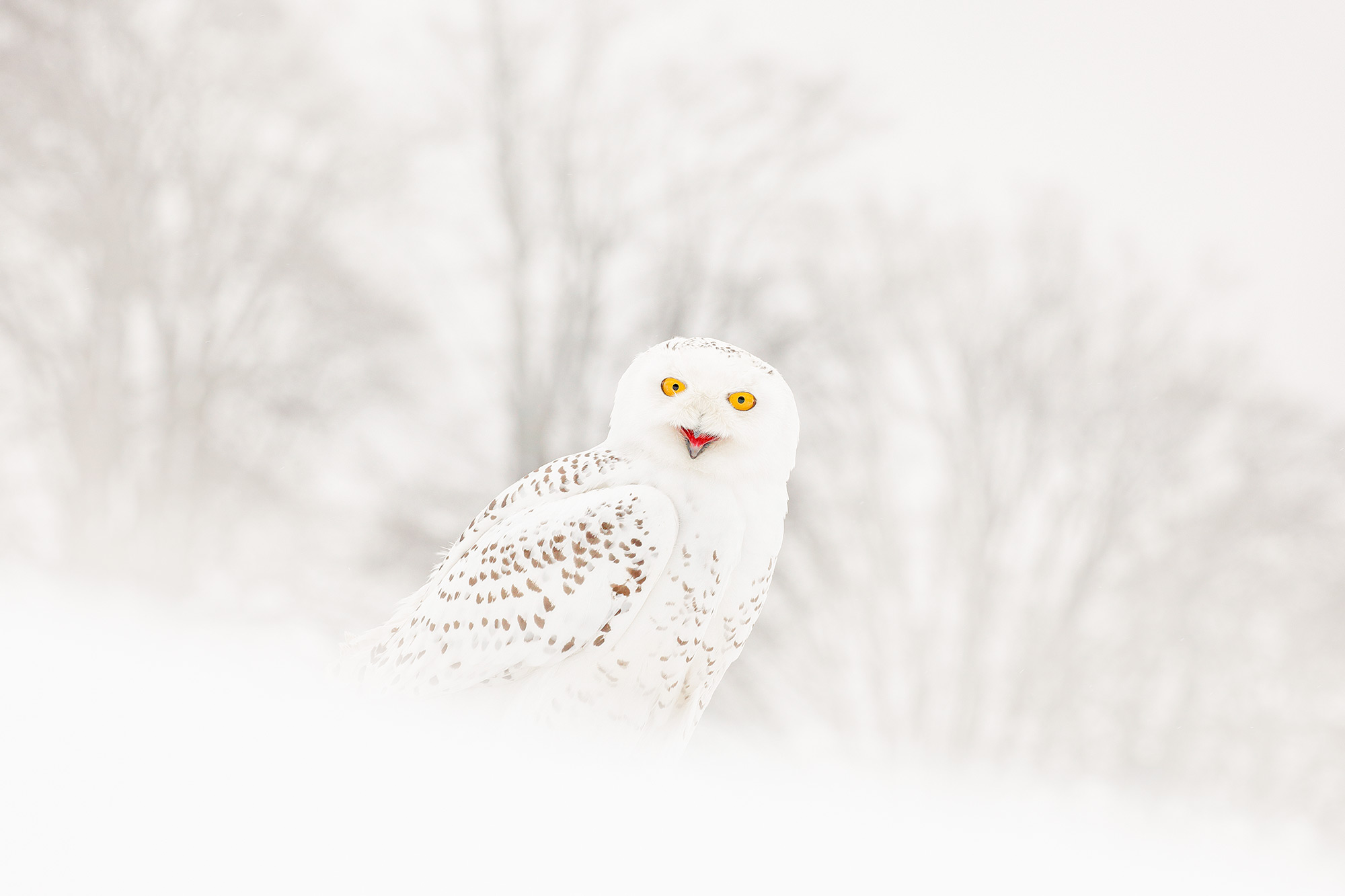 into_birds_snowy_owl_in_snow