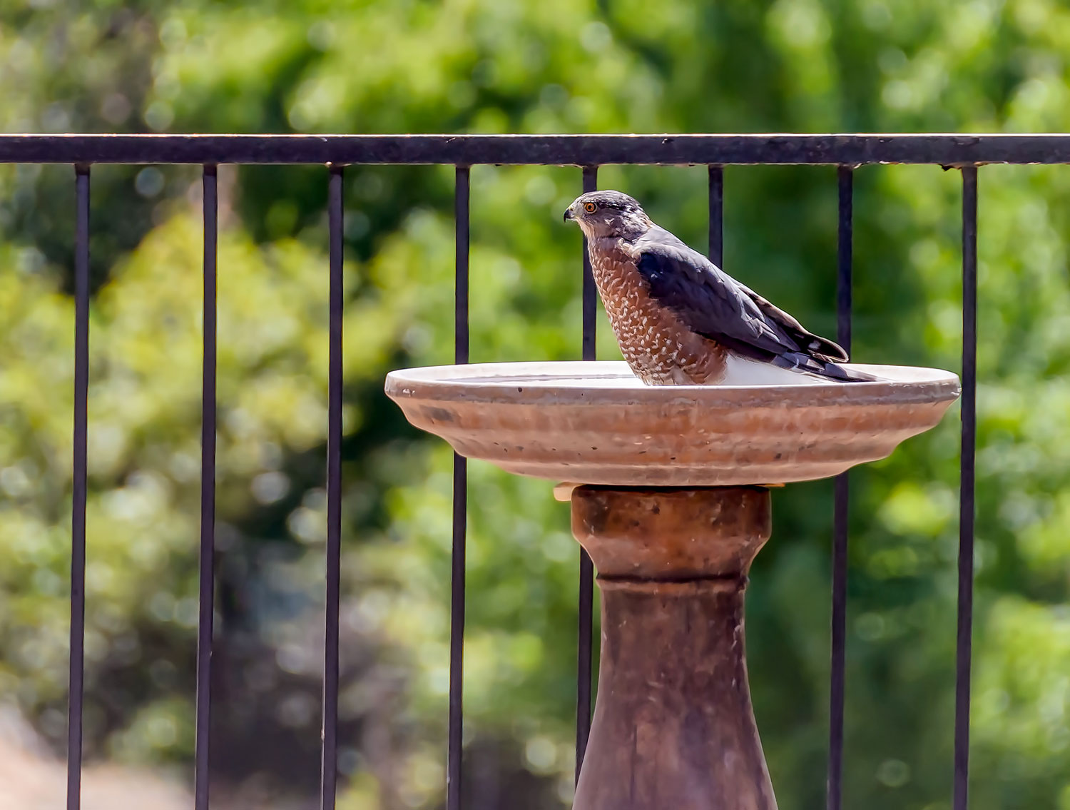 intobirds_GBBC_2021_birdbath