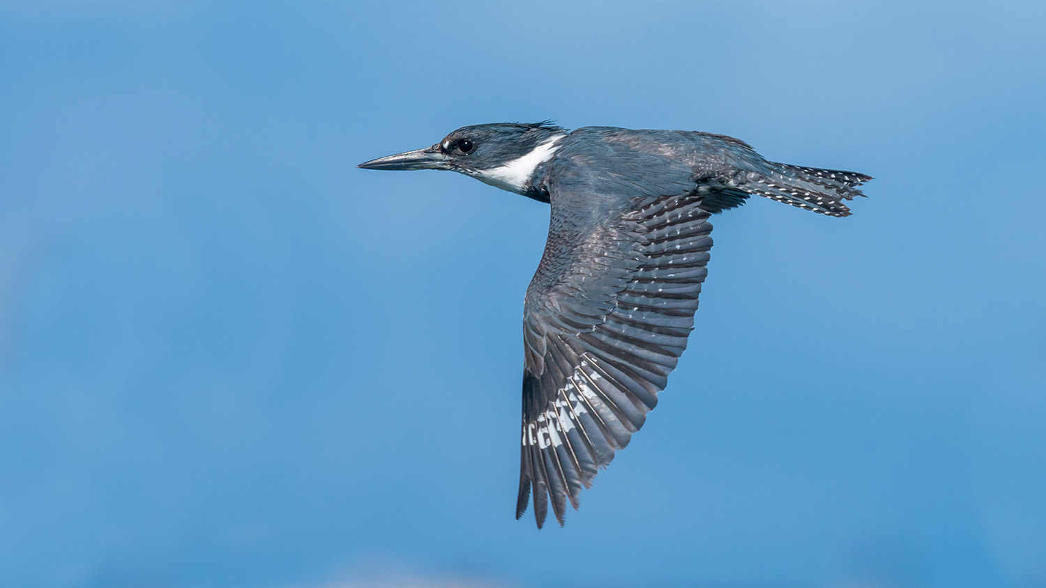 ntobirds_GBBC_2021_kingfisher