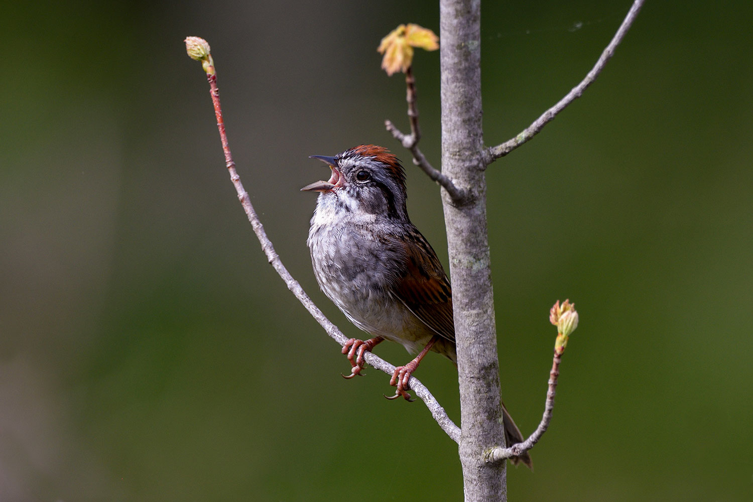 intobirds_GBBC_2021_swamp_sparrow